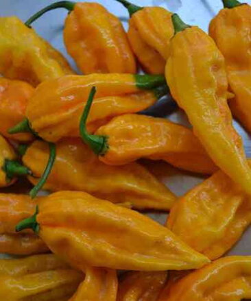 Aji Limo Yellow, Fatalii, 10 semen