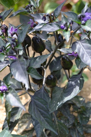 Chilli Black Olive, 10 semínek