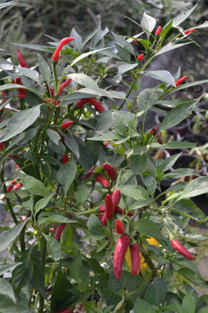 Chile de Arbol, 10 semien