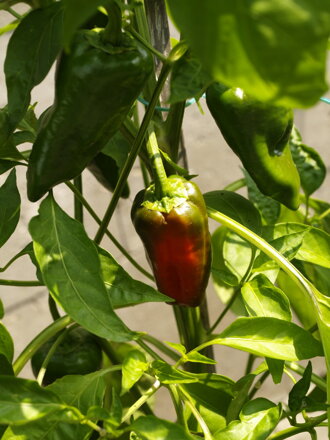 Pimientos de Padron