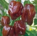 Habanero Chocolate, 10 semien