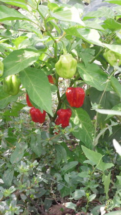 Habanero Red, 10 semien