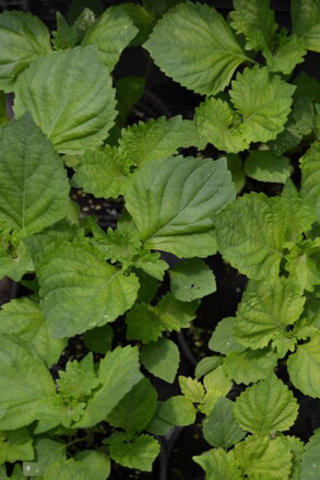 Perila zelená, Shiso, 100 semínek