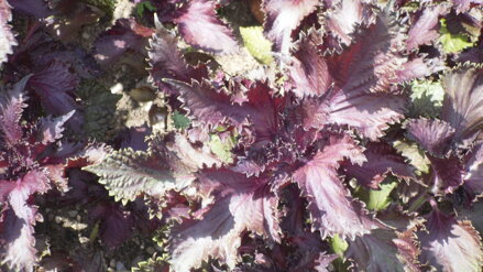 Perila červená, Shiso, 100 semínek