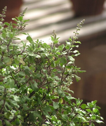 Tulsi, bazalka posvátná, 100 semínek