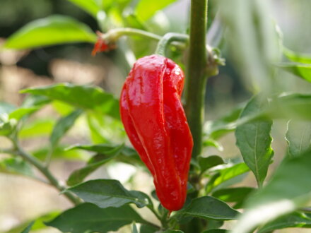 Bhut Jolokia