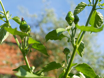 Sweet Piquante Chilli