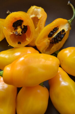 Chilli Rocoto Yellow, 10 semien