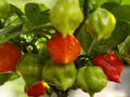 Chilli Trinidad Scorpion Butch Taylor, 10 semínek