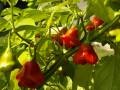 Chili Biskupova Korunka červená, 10 semínek
