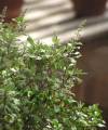 Tulsi, bazalka posvátná, 100 semínek