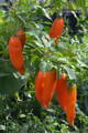 Chilli Jalapeno Orange, 10 semínek