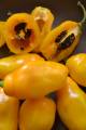 Chilli Rocoto Yellow, 10 semínek
